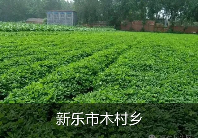 新乐市木村乡